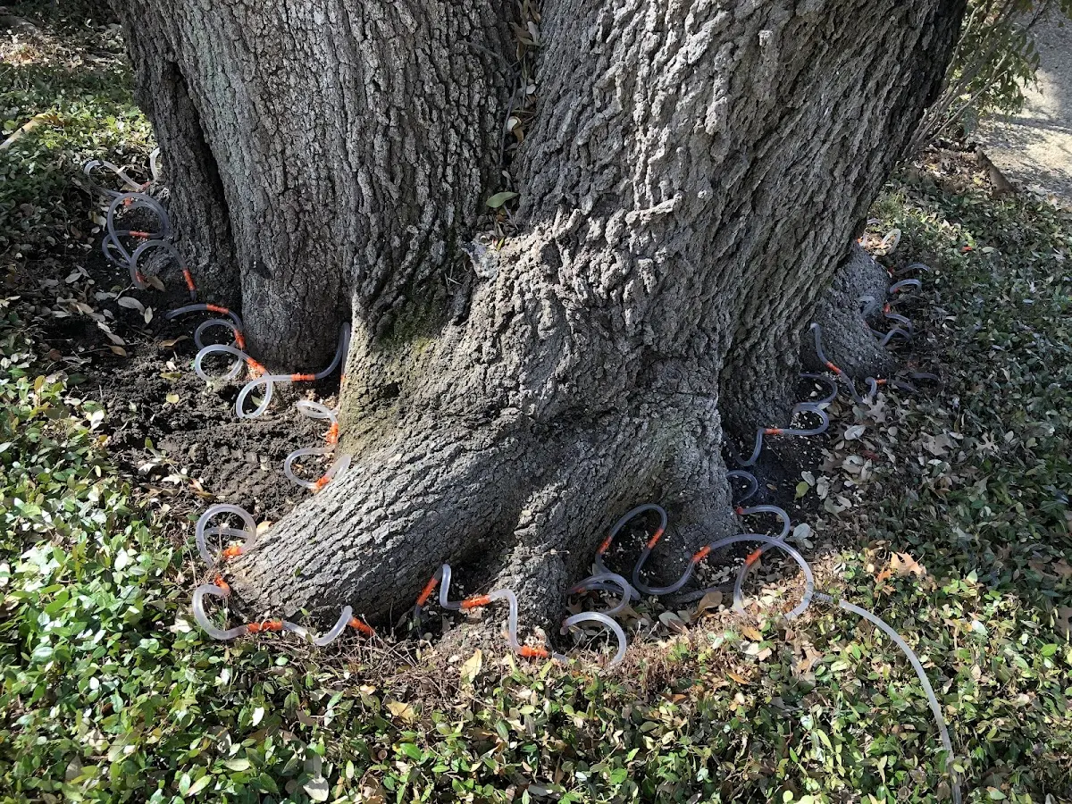 Detailed Tree Cabling and Bracing job site in Sutton
