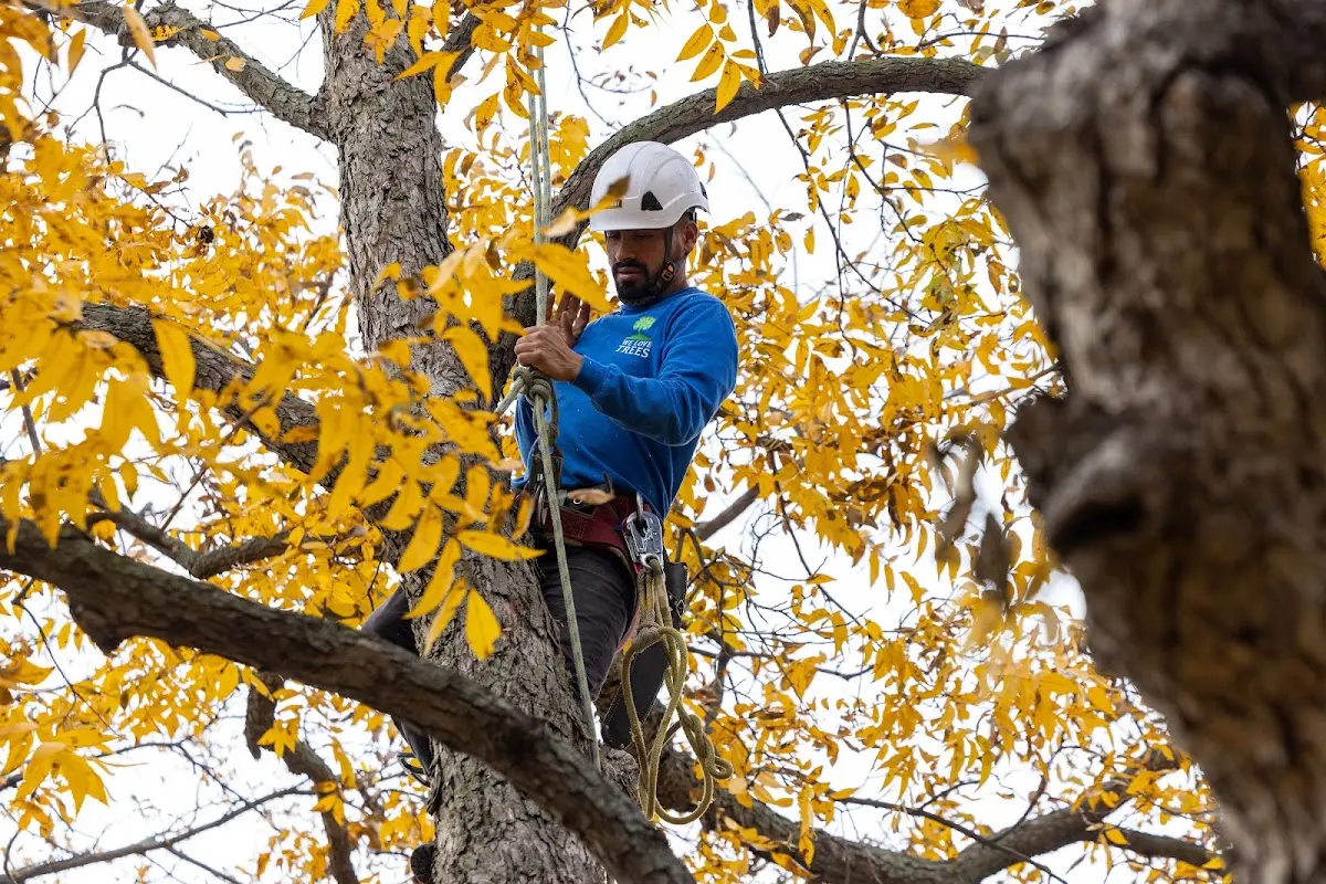 Skilled Tree Transplanting crew working in Sutton